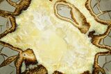 Polished Septarian Slab - Utah #378502-1